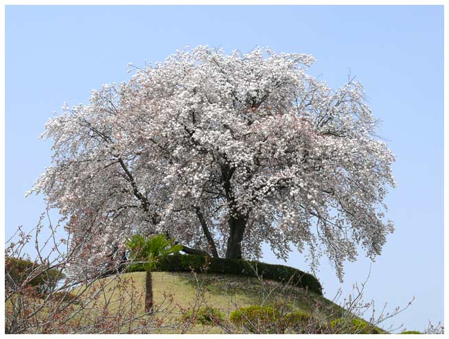 都賀の里　桜